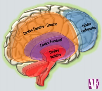 TDAH CEREBRO COGNITIVO