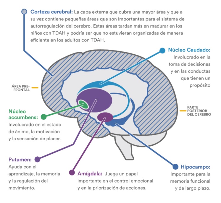 Fuente: www.understood.org